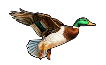 And - duck hunters happy hour